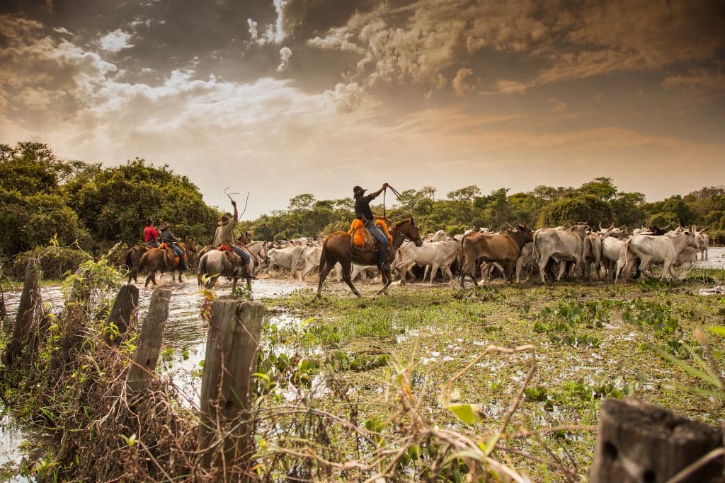 Como funciona o ciclo das águas do Pantanal - Crédito VisitMS