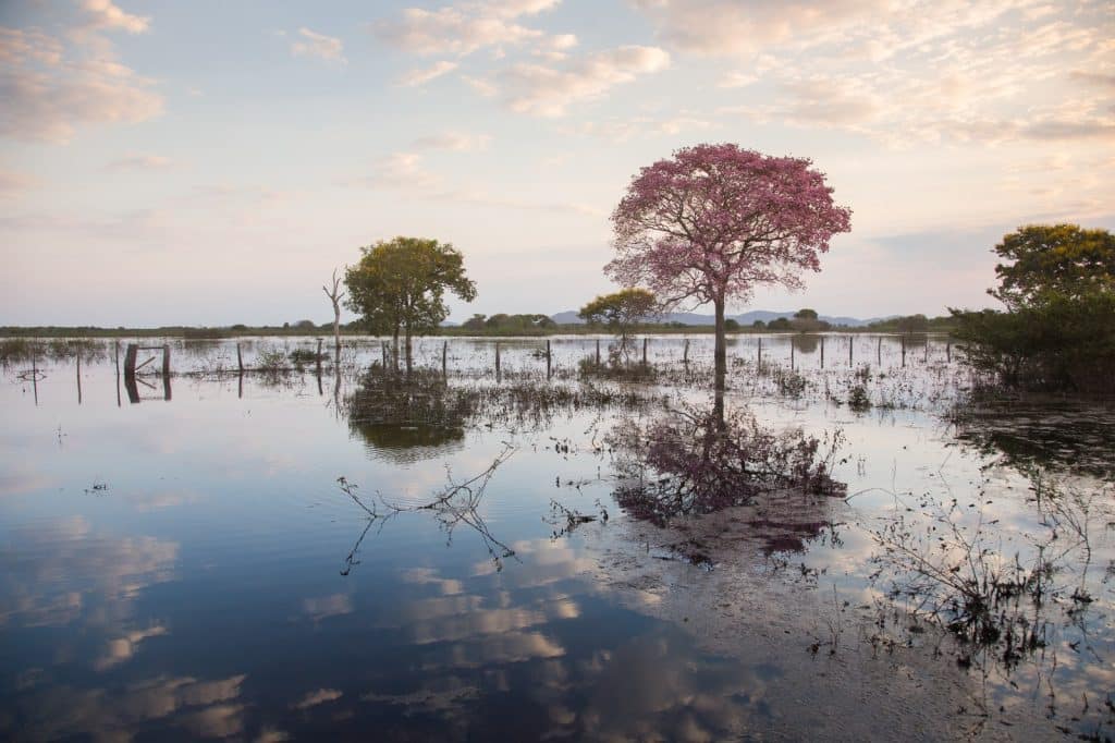 Pantanal: Uma liderança da biodiversidade brasileira