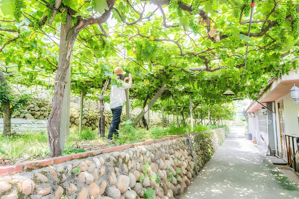 Vinhos de Taiwan - Uma Imersão Cultural além da taça