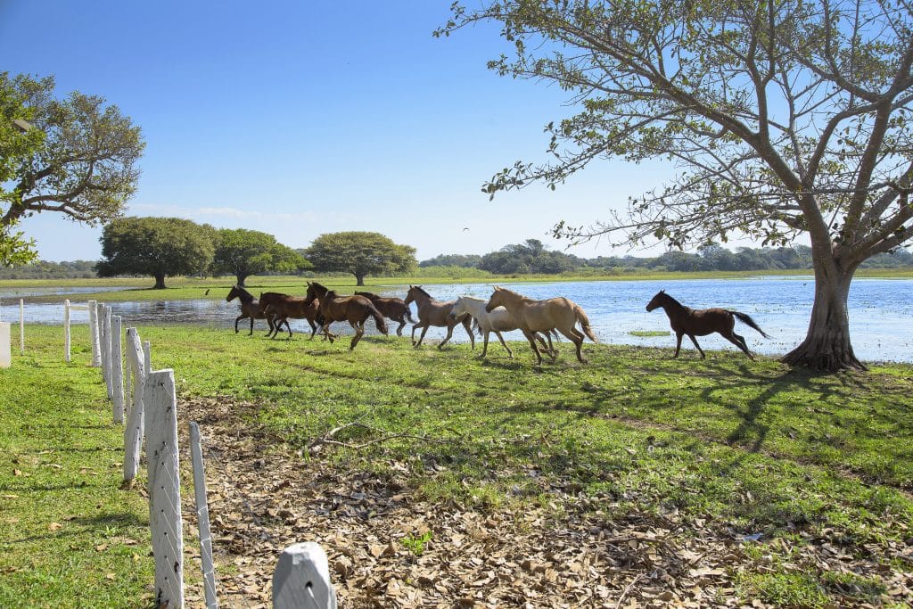 Escritoras do Pantanal: Vozes femininas que ecoam a alma da natureza