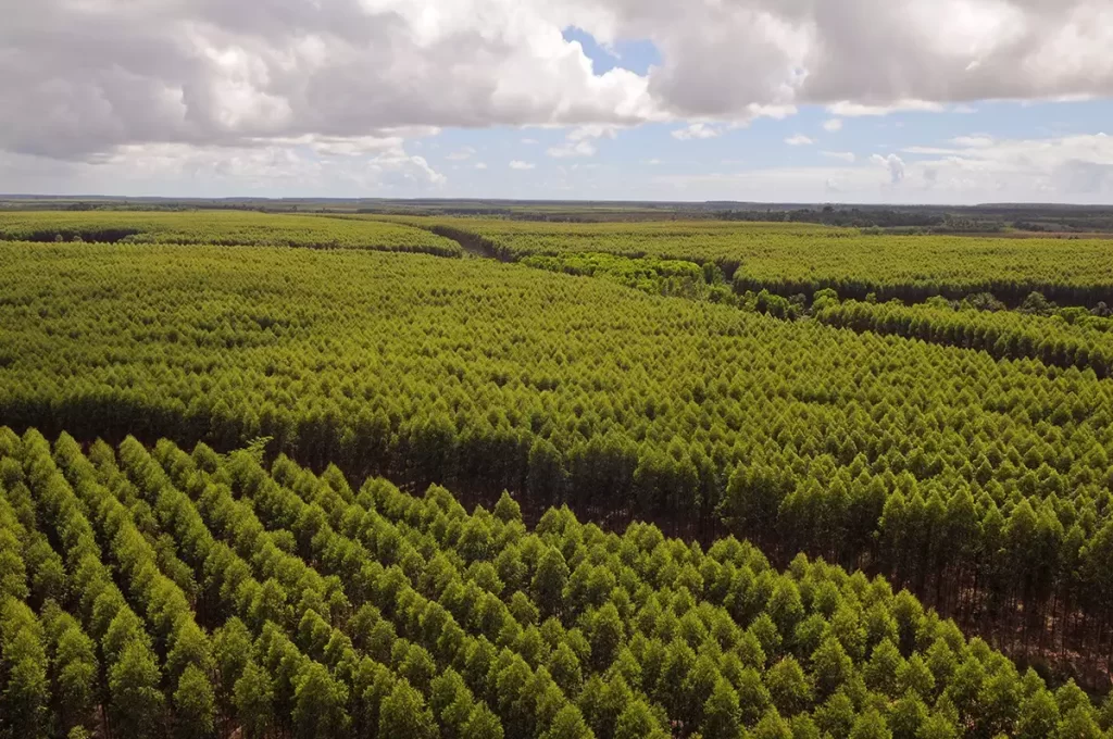 Vale da Celulose - Um modelo de desenvolvimento sustentável