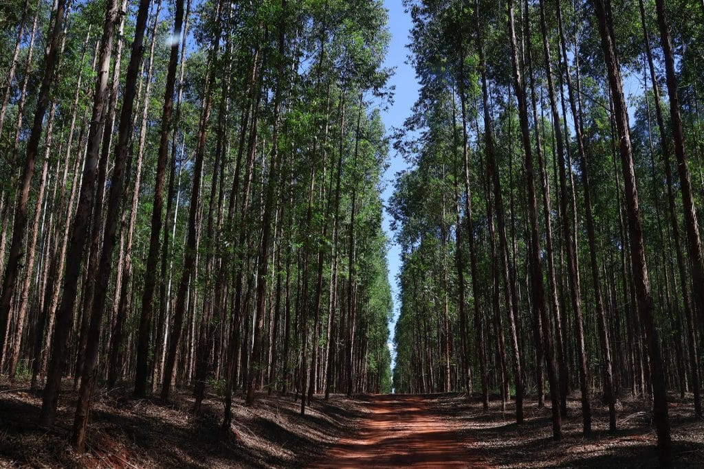 Vale da Celulose - Um modelo de desenvolvimento sustentável