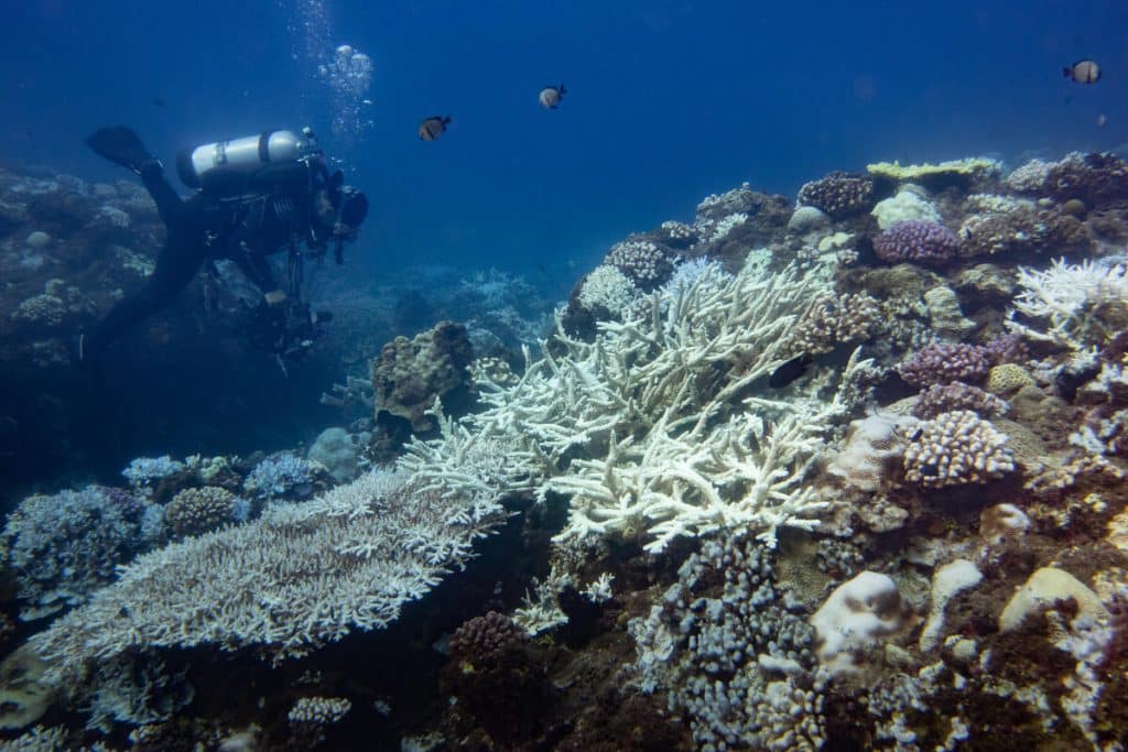 Explorar o desconhecido: mergulho e conexão com o oceano em Taiwan