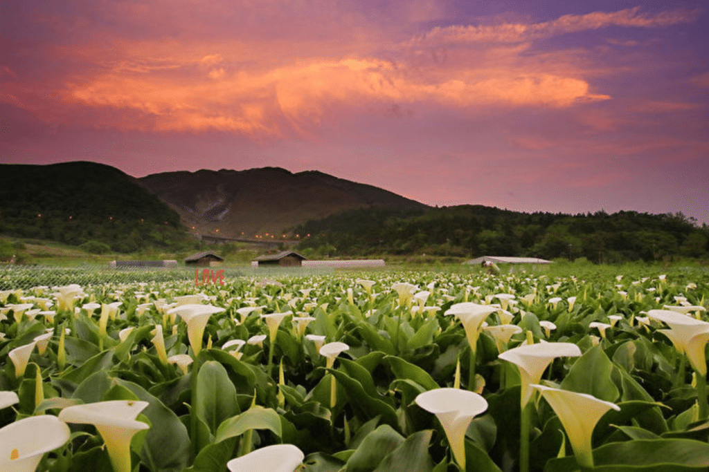 Festival das Flores do Parque Nacional de Yangminshan