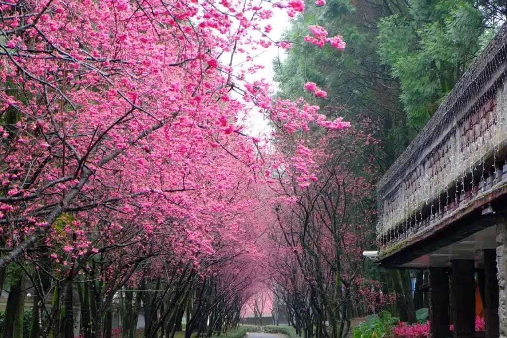 Festival das Flores de Cerejeira em Taiwan
